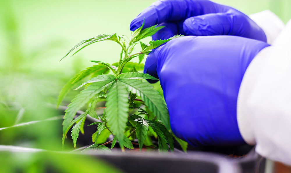 Scientist working with CBD
