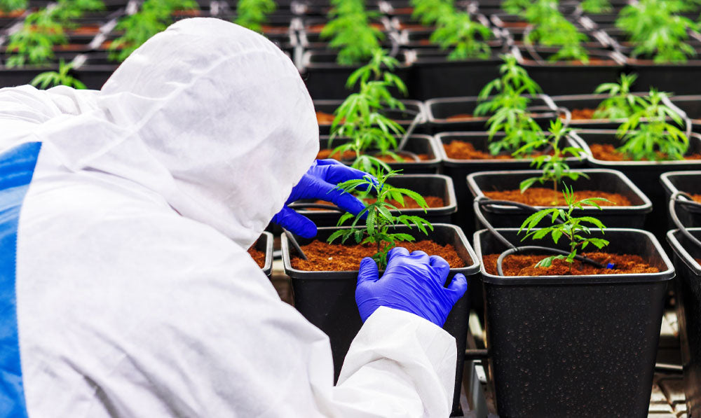 Person observing rows of CBD flower in a greenhouse