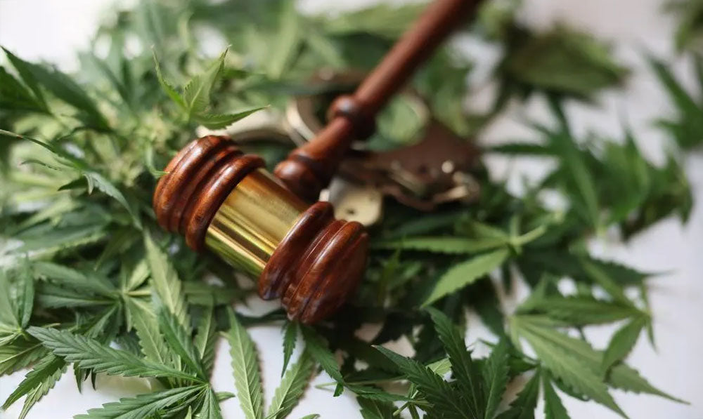 Gavel resting on top of hemp plants