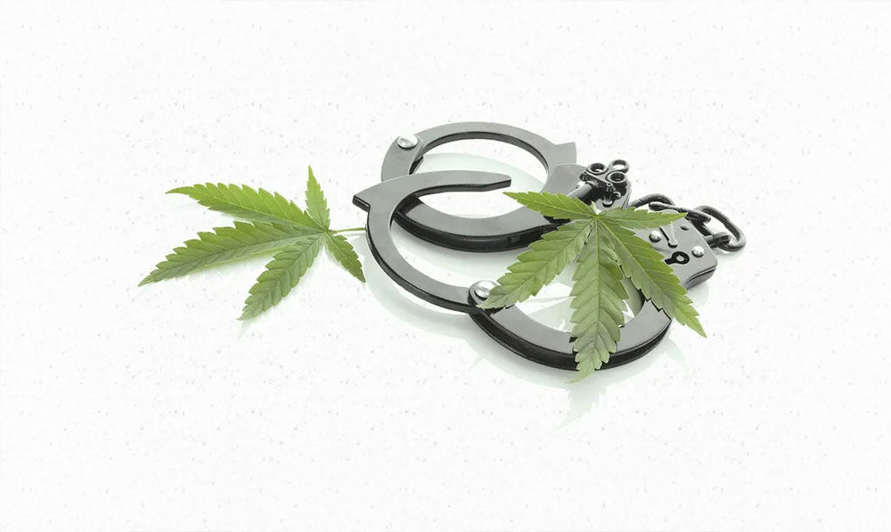 Hemp plants sitting on top of handcuffs