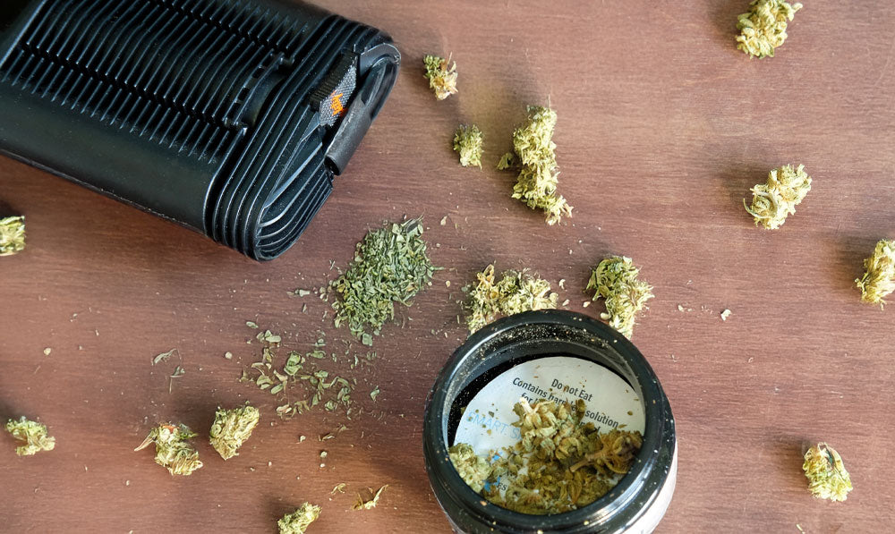 Mighty Plus resting on wooden surface with dry herb scattered on table and in grinder nearby