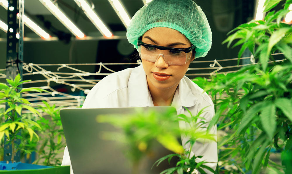 Female scientist working with hemp plants in greenhouse