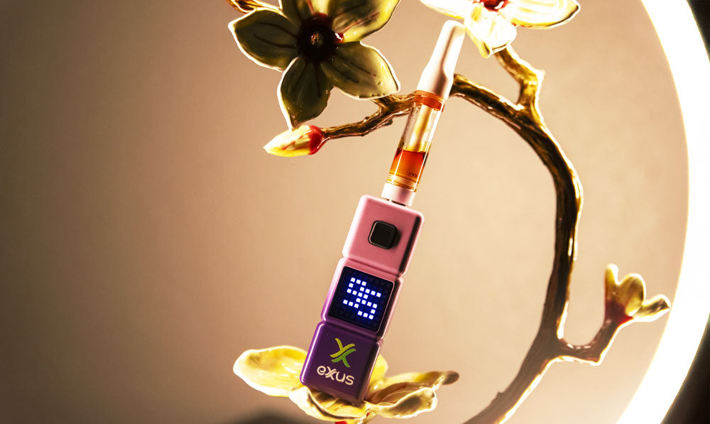 Exxus Stax standing on bright flower light display