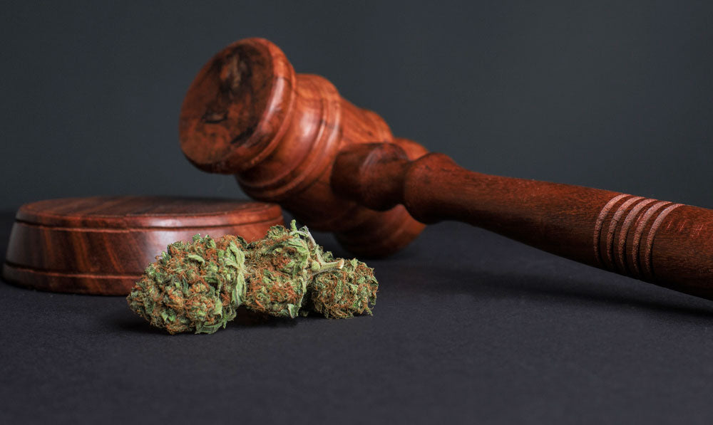Hemp resting near gavel