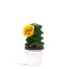 Show Barrel Cactus image