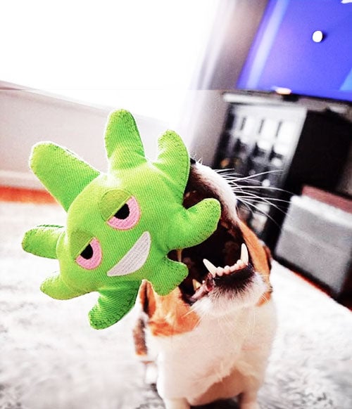 Dooby's Dog toy in dog's mouth in living room