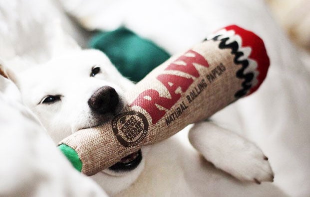 Dooby's Dog Toy in dog's mouth on couch