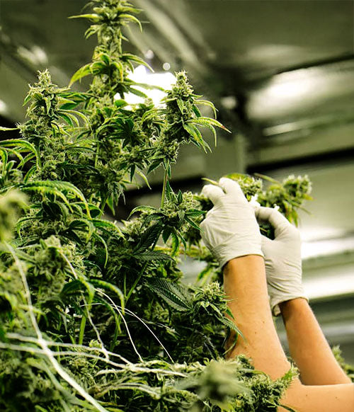 White Label Hemp Plants in greenhouse